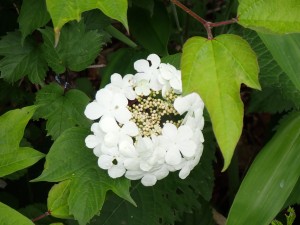葉は3つに裂ける ノリウツギは裂けない