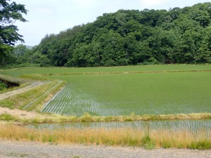 おいしいお米が名産