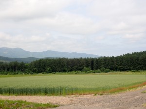 きれいだ