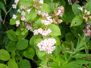 ピンクの花