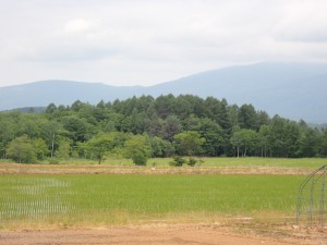 いいですねえ