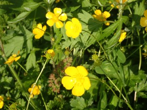 花壇に咲く