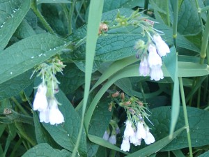 夏の花 あちこちに咲く