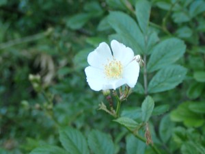 白い清楚な花