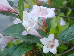 ピンクの花