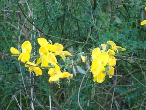 黄色の花