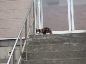 逃げないで