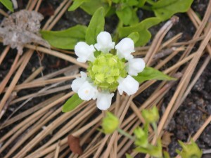 白い小さな花