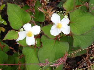 夏の花