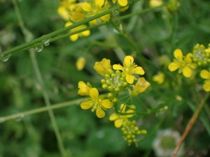 黄色い小さな花