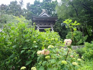 もうすぐ見頃に