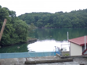 緑が濃い