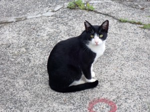 黒猫