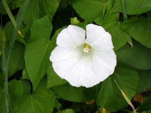 葉が大きい