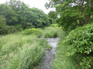 涼し気