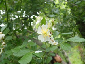 白い可憐な花