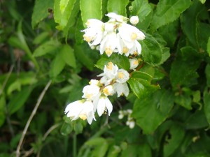 黄色の花の分類