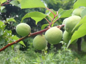 熟すと黄色に