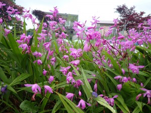 紫の花
