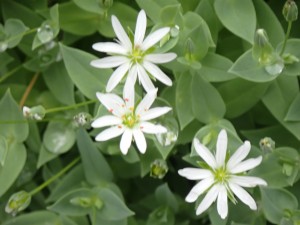 白い花
