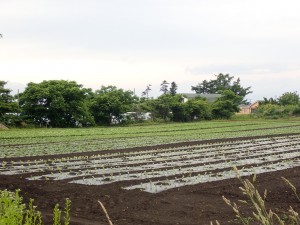 いい景色