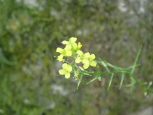 黄色い花