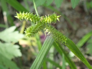 緑の花