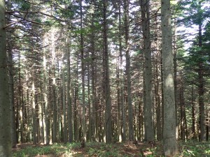 日影がうれしい