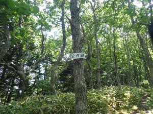 植生が変わった