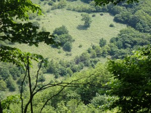 以前は、はげ山だった