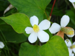 夏の花