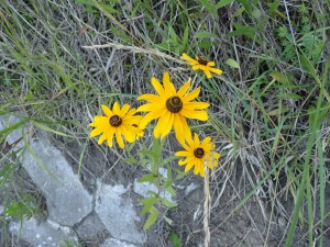 夏の花