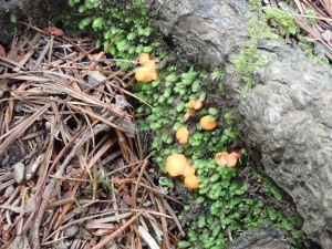 この時期、花は少ない