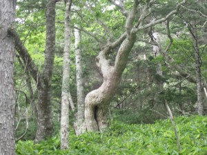 面白い