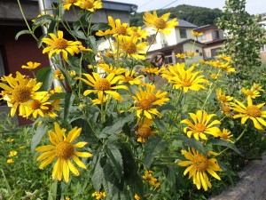 楽しい