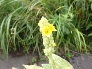 夏の花