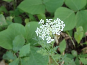 白い花