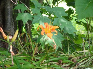 夏の花