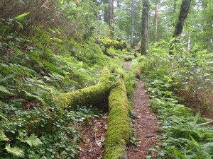 苔むす