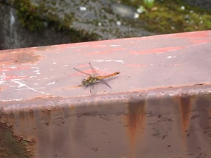 ほっとする