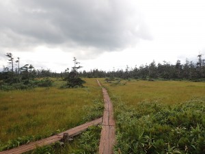 池塘がいくつか