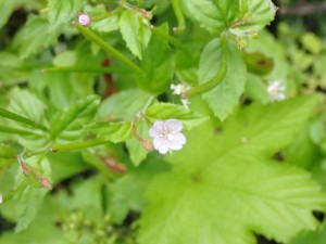 花に切れ込みあり