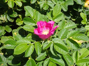 赤い花 夏だ