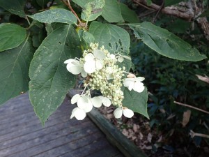 白い花