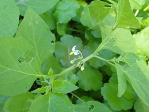 分からず