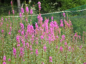 ピンクの花