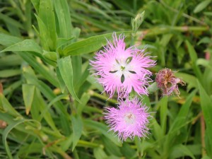 夏の花