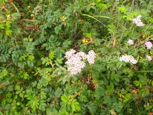 ピンクの花