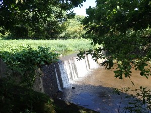 涼し気