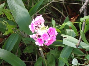 ピンクの花